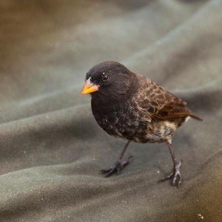 Hostal Albatros San Cristóbal エクステリア 写真