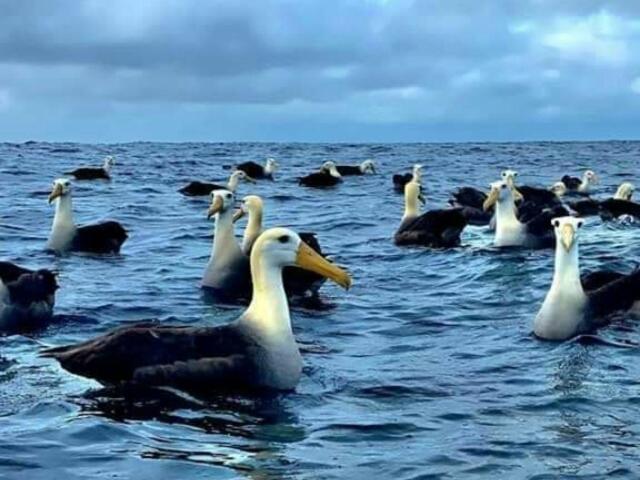 Hostal Albatros San Cristóbal エクステリア 写真