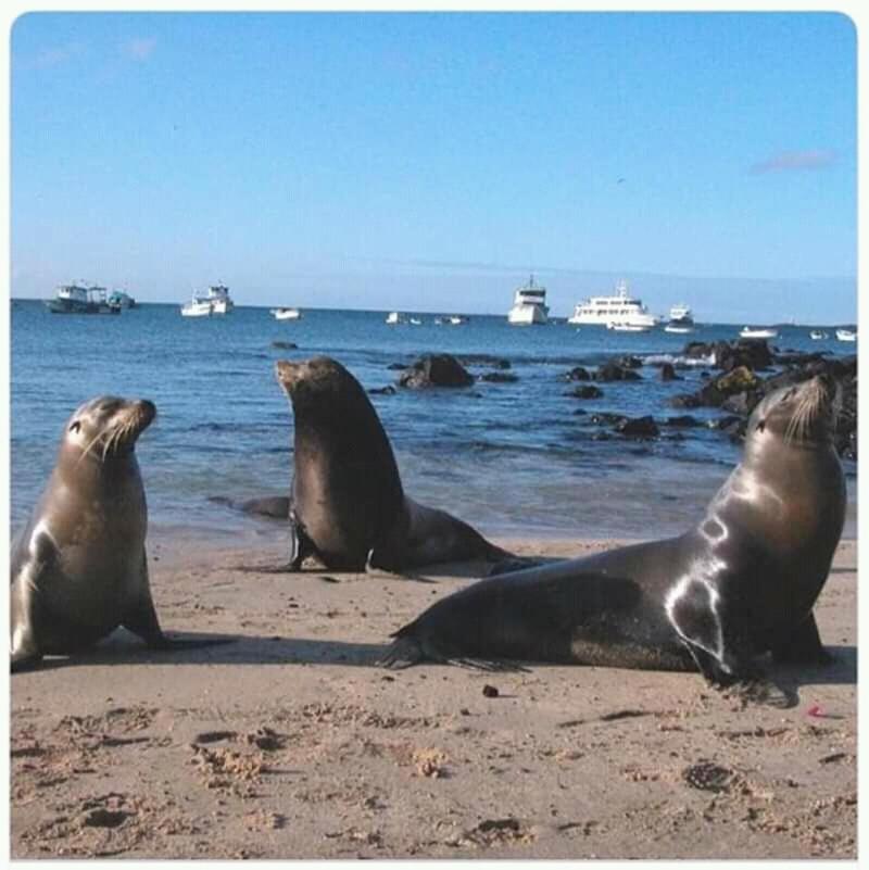 Hostal Albatros San Cristóbal エクステリア 写真
