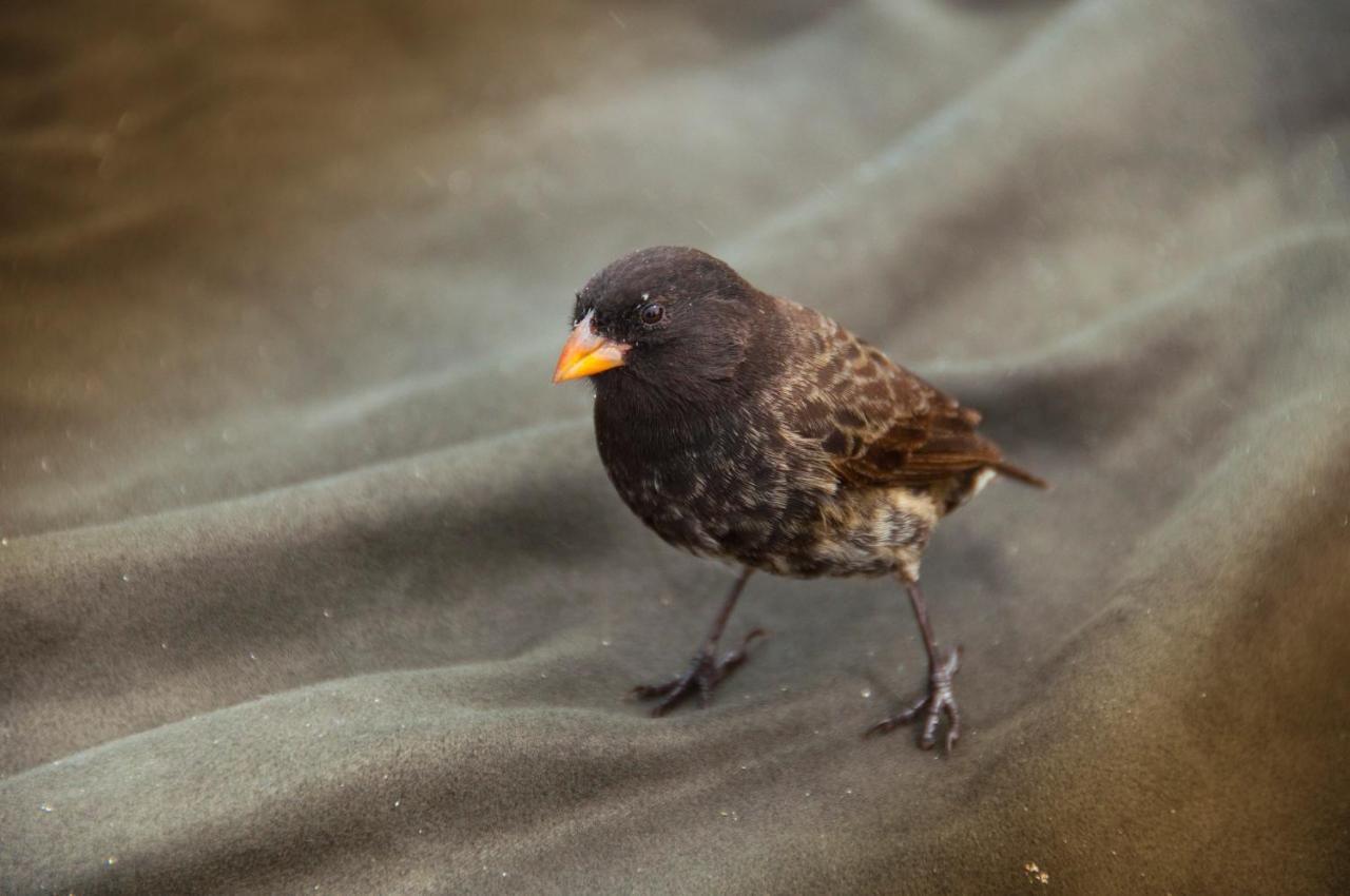 Hostal Albatros San Cristóbal エクステリア 写真