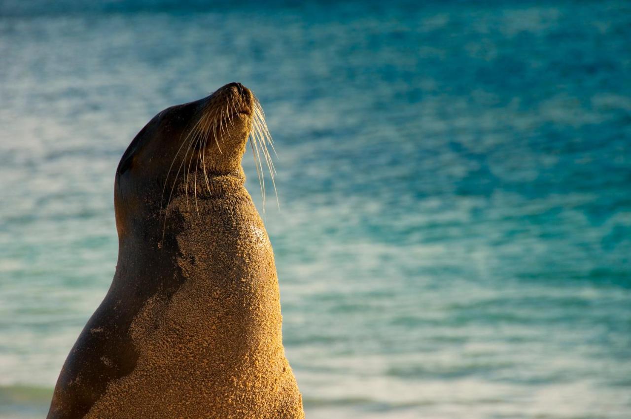 Hostal Albatros San Cristóbal エクステリア 写真